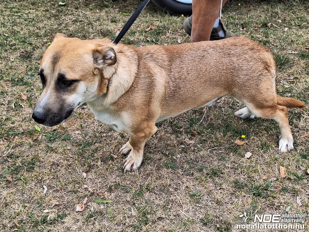 Jancsi, Mixed Breed (Noé Állatotthon)