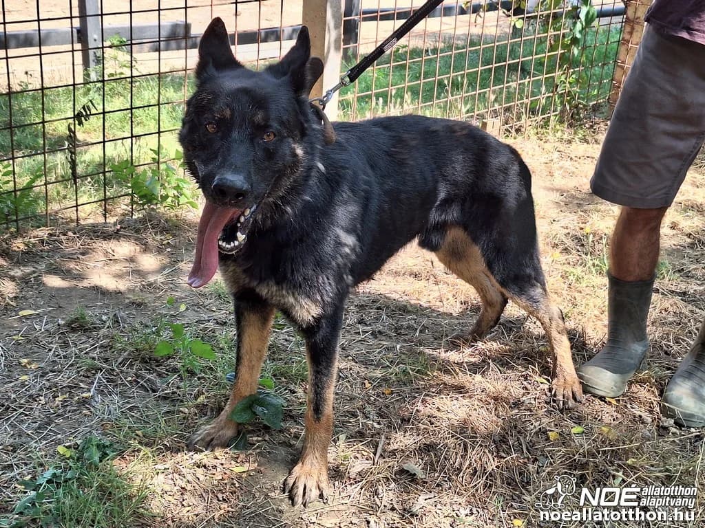Belfegor, Mixed Breed (Noé Állatotthon)