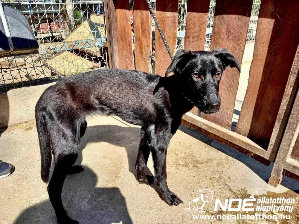Kisherceg, male 3yo Labrador Retriever for adoption at Noé Állatotthon, Budapest