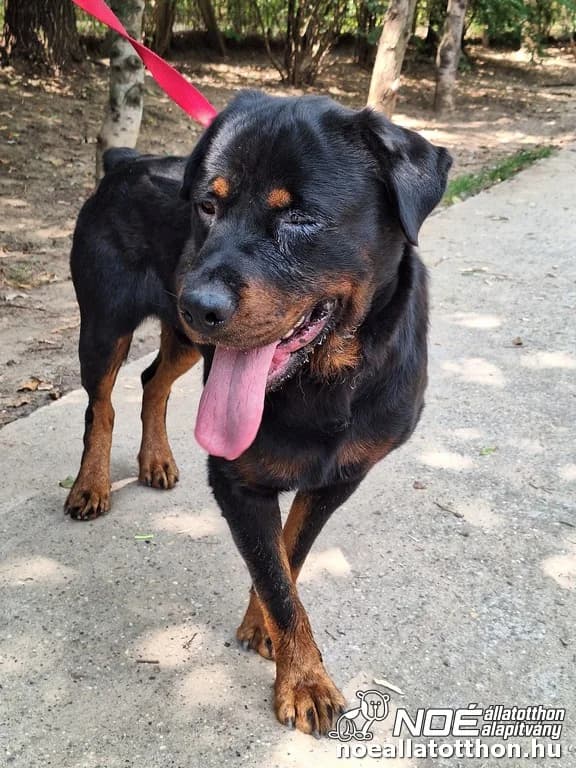 Virtuóz, male 4yo Rottweiler for adoption at Noé Állatotthon, Budapest