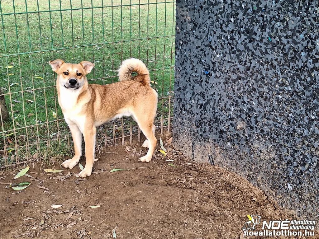 Cserkeszőlő Marcus, Mixed Breed (Noé Állatotthon)