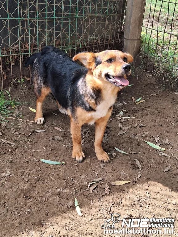 Cserkeszőlő Marica, Mixed Breed (Noé Állatotthon)