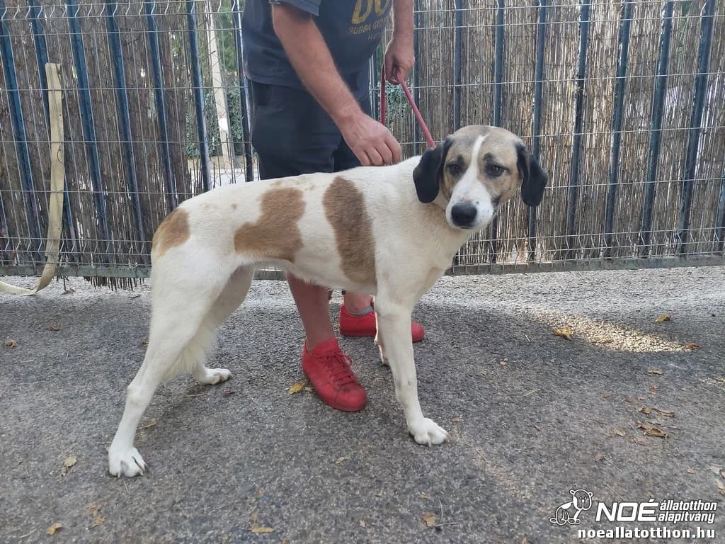 Apolló (Api), male senior mixed breed for adoption at Győri Állatmenhely