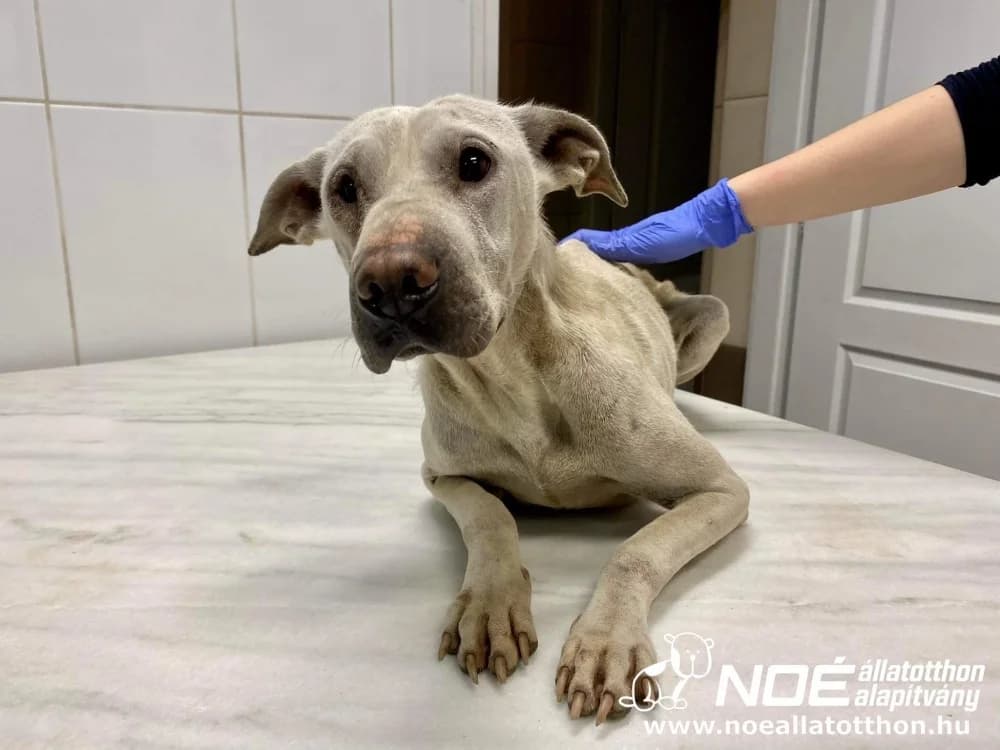 Marshmallow, female senior Mixed Breed for adoption at Noé Állatotthon, Budapest