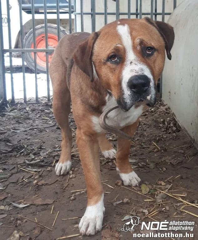 Frodó, Mixed Breed (Noé Állatotthon)