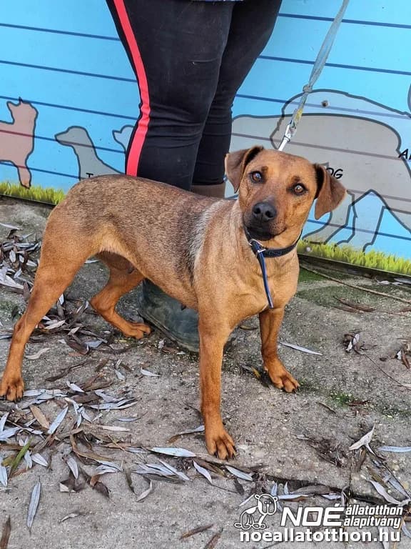 Konfetti, Mixed Breed (Noé Állatotthon)