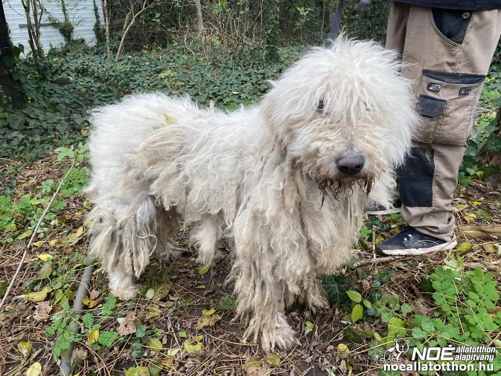 Betykó, male senior Komondor for adoption at Noé Állatotthon, Budapest