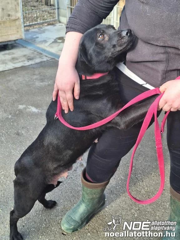 Briza, female 4yo Mixed Breed for adoption at Noé Állatotthon, Budapest