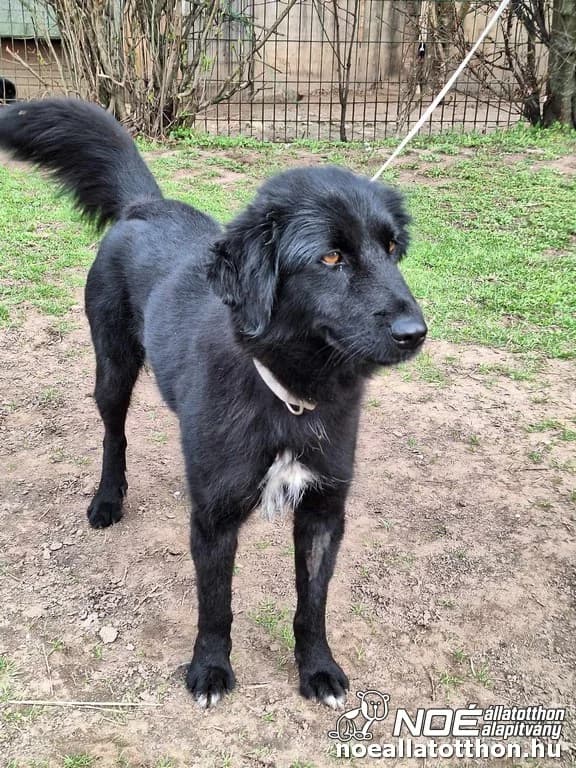 Milfina, female 4yo Mixed Breed for adoption at Noé Állatotthon, Budapest