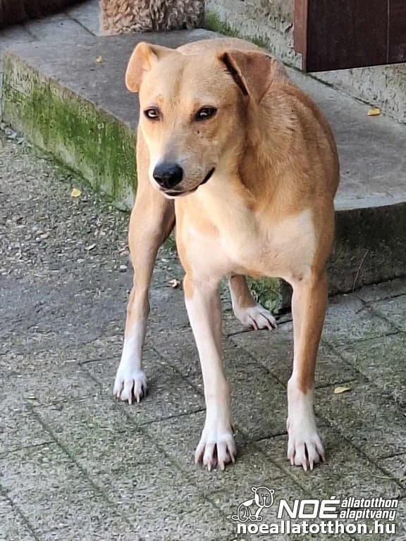 Dunyha, Mixed Breed (Noé Állatotthon)