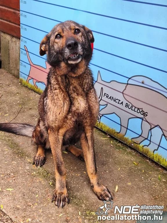Léna, Mixed Breed (Noé Állatotthon)