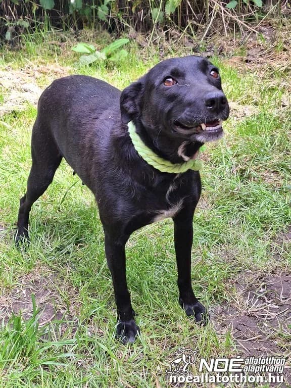 Fülecske mama, Mixed Breed (Noé Állatotthon)