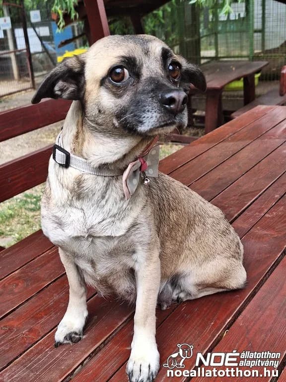 Iglice, Mixed Breed (Noé Állatotthon)