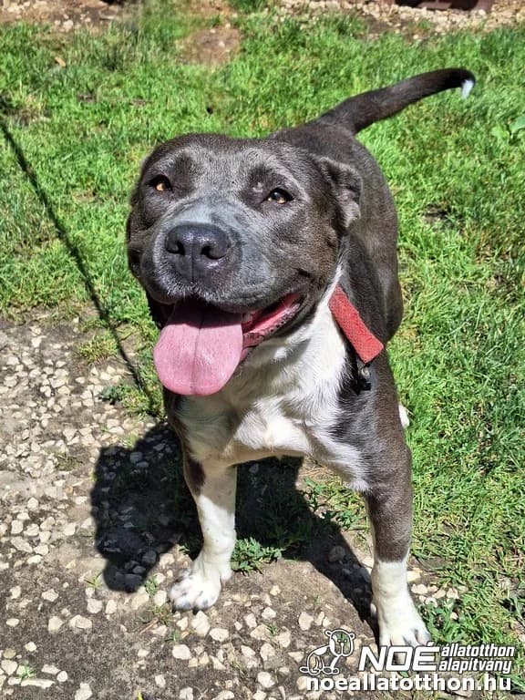 Rikkancs, female 4yo Staffordshire Bull Terrier for adoption at Noé Állatotthon, Budapest