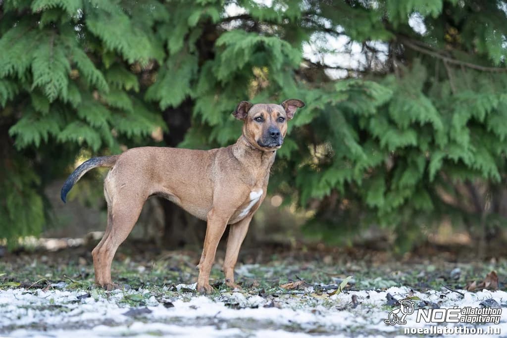 Tróger (Letti), female 5yo Mixed Breed for adoption at Noé Állatotthon, Budapest