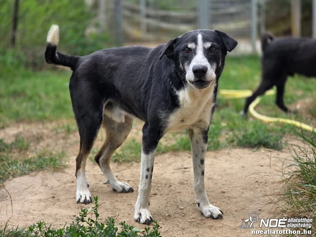 Magnus, Mixed Breed (Noé Állatotthon)