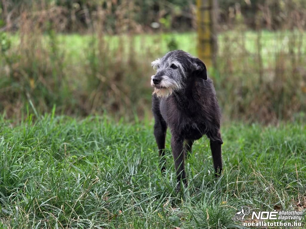 Wookie, Mixed Breed (Noé Állatotthon)