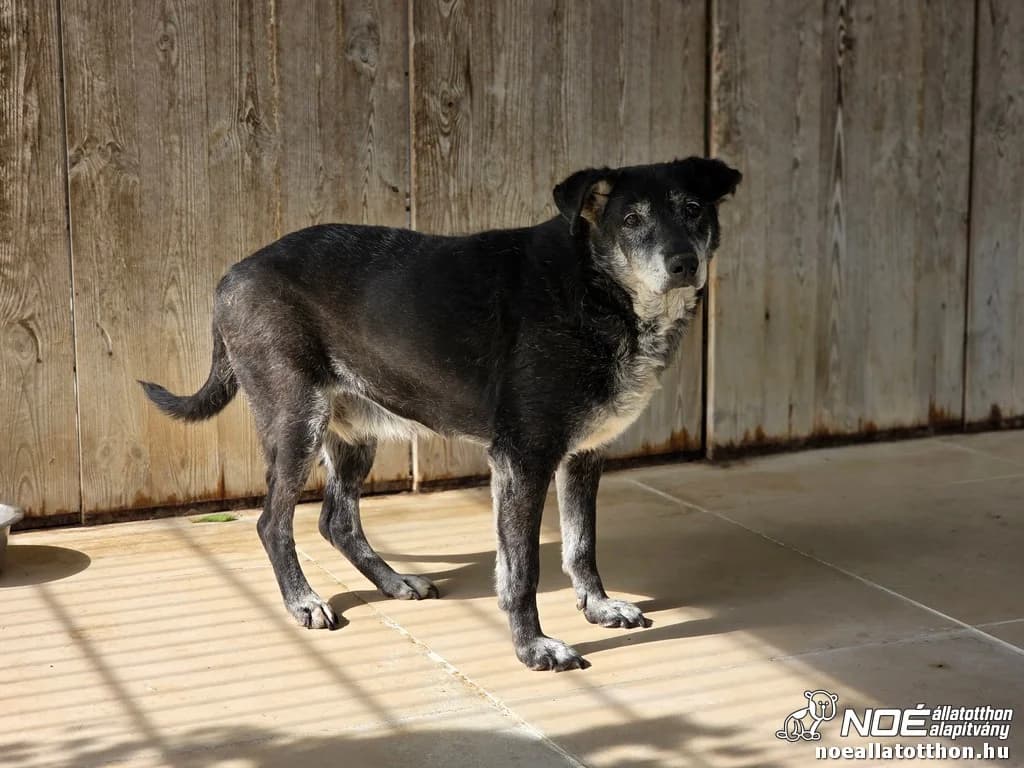 Lemur, Mixed Breed (Noé Állatotthon)