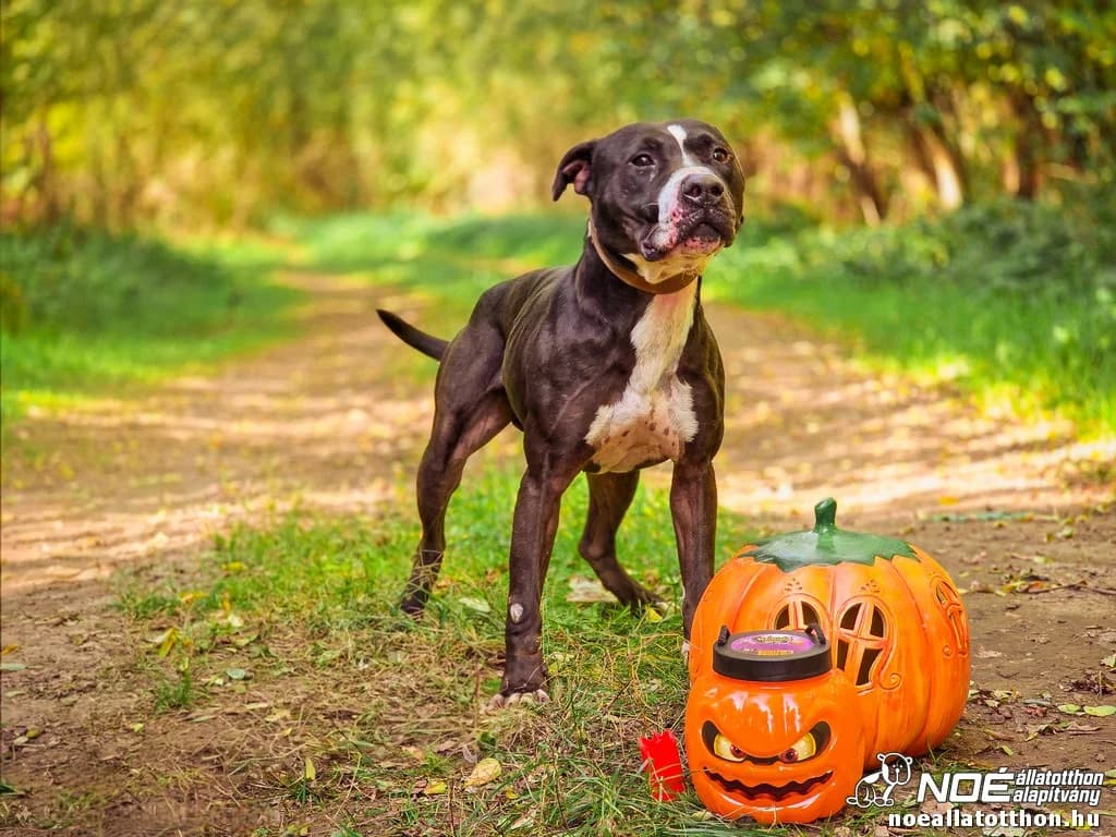 Archer, male 6yo American Bulldog for adoption at Noé Állatotthon, Budapest