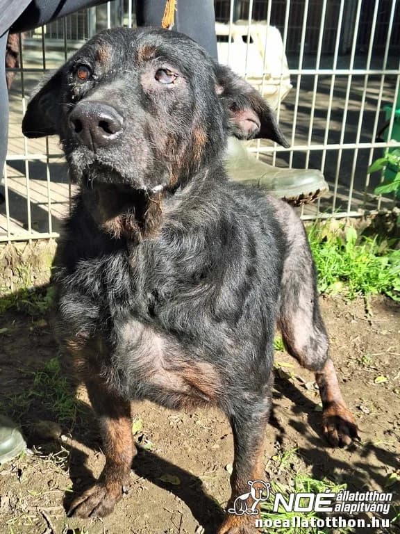 Döbrögi, Mixed Breed (Noé Állatotthon)