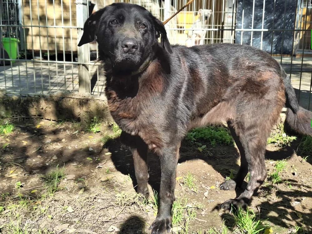Bumszli, Mixed Breed (Noé Állatotthon)
