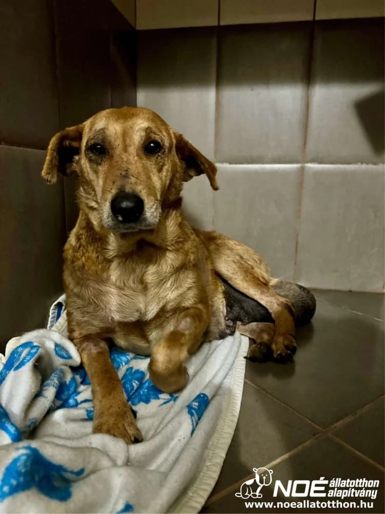 Szimóna, Mixed Breed (Noé Állatotthon)
