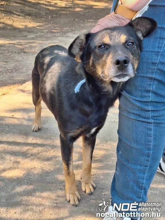 Maradona, Mixed Breed (Noé Állatotthon)