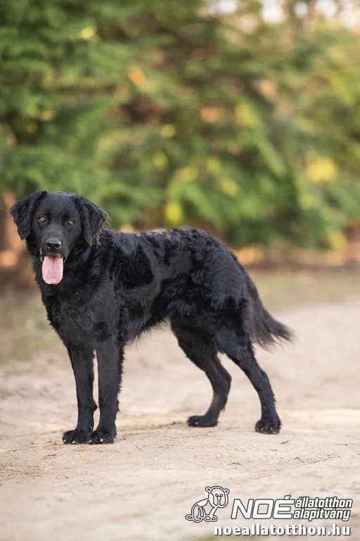 Kronosz, Mixed Breed (Noé Állatotthon)