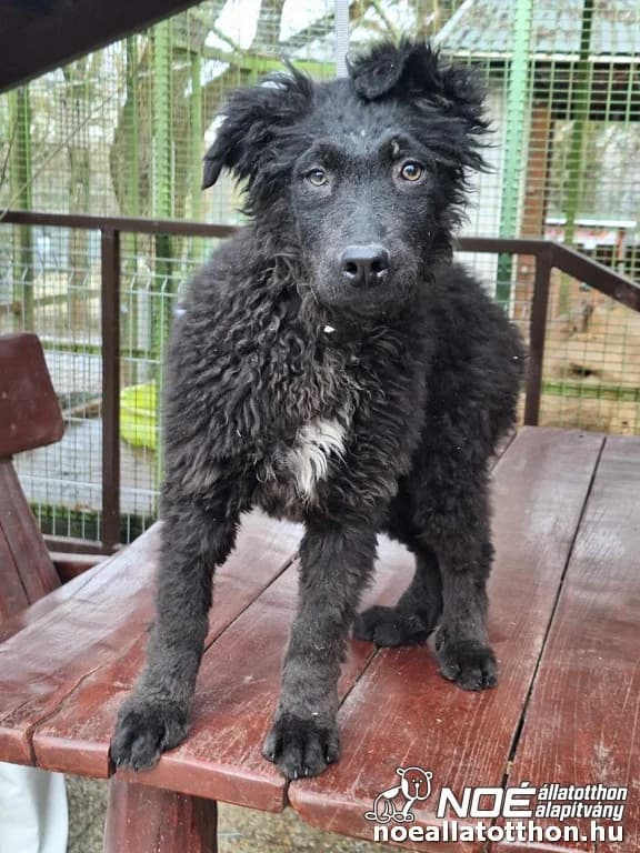 Almás Aletta, female young Mixed Breed for adoption at Noé Állatotthon, Budapest