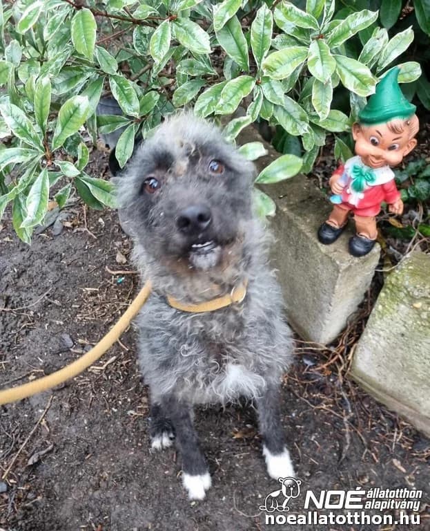 Ezüsthaj, Mixed Breed (Noé Állatotthon)