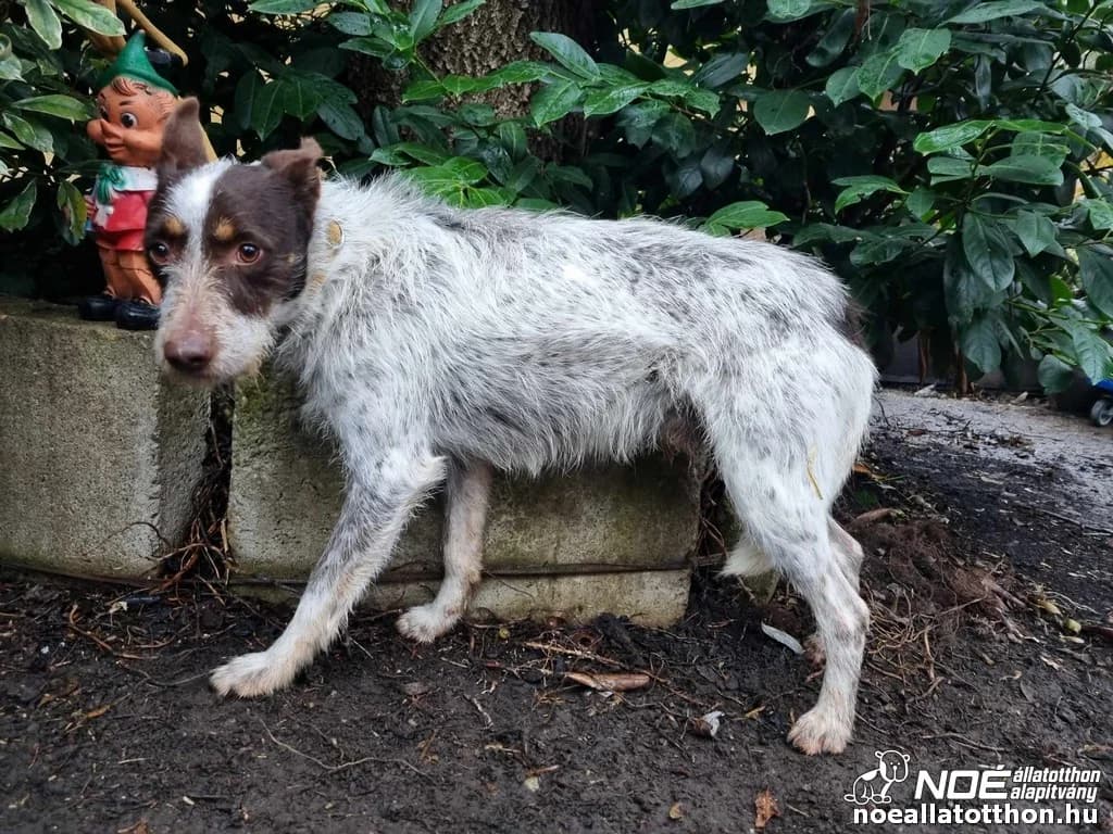 Apollo, male 6yo Mixed Breed for adoption at Noé Állatotthon, Budapest