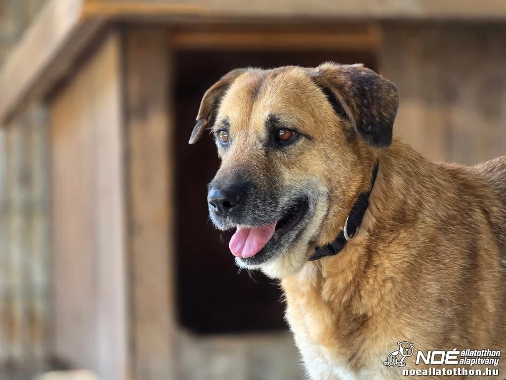 Barum, Mixed Breed (Noé Állatotthon)