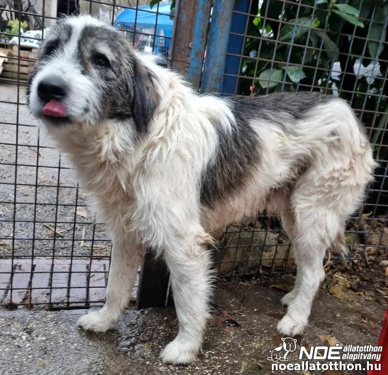 Pirelli, Mixed Breed (Noé Állatotthon)