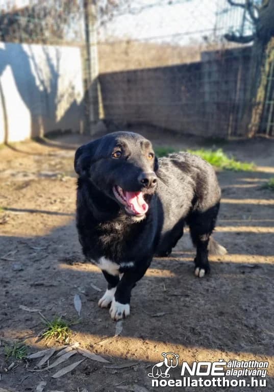 Michael, Mixed Breed (Noé Állatotthon)