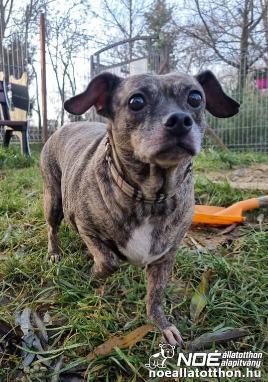 Zalakomári Zulejka- Elveszett keressük, Mixed Breed (Noé Állatotthon)