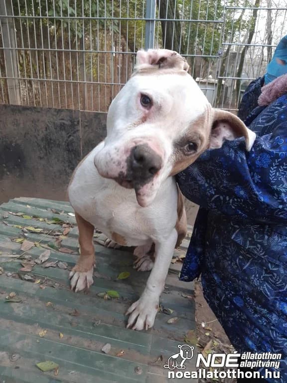 Zalakomári Zéman, Mixed Breed (Noé Állatotthon)