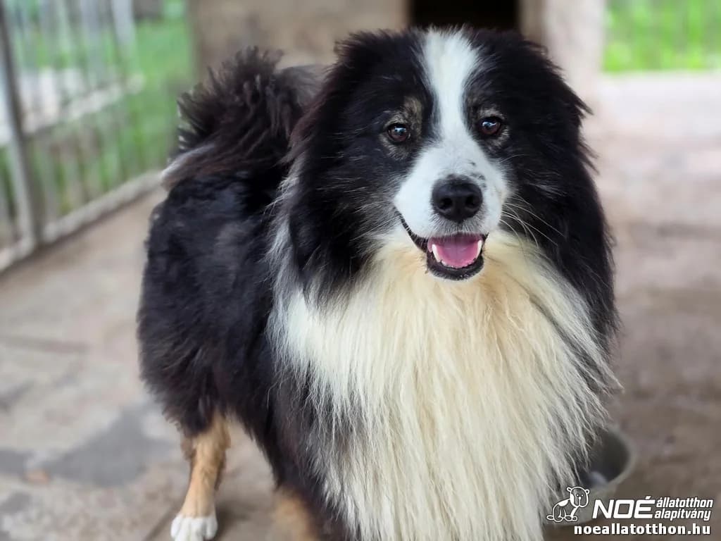 Ausztrál Ceres, Mixed Breed (Noé Állatotthon)