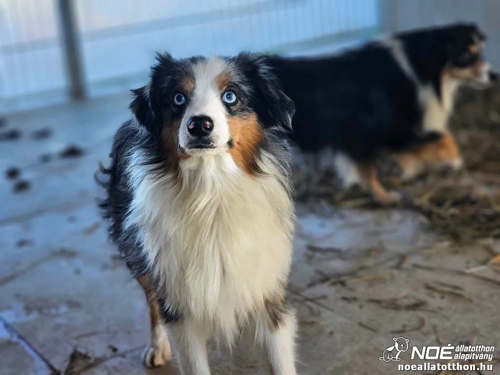 Ausztrál Vesta, Mixed Breed (Noé Állatotthon)