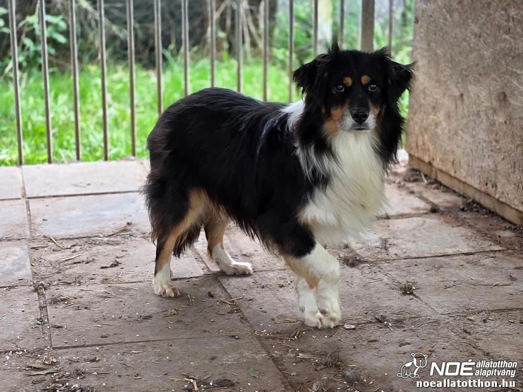 Ausztrál Pallas, Mixed Breed (Noé Állatotthon)