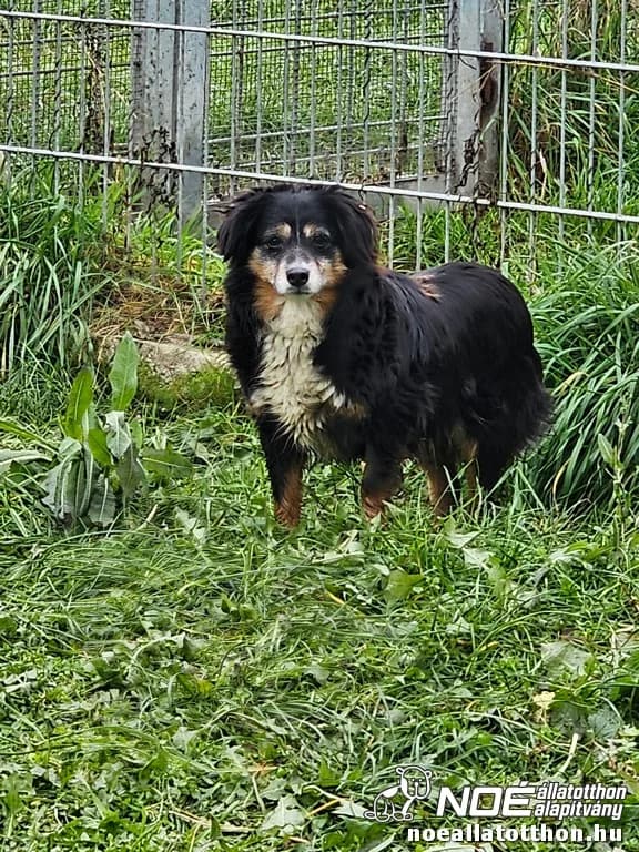 Ausztrál Neptunusz, Mixed Breed (Noé Állatotthon)