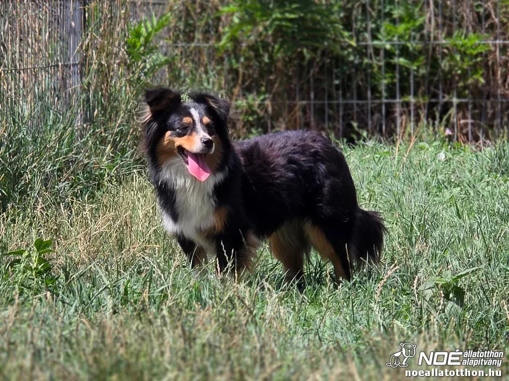 Ausztrál Uránusz, female 3yo Australian Shepherd for adoption at Noé Állatotthon, Budapest