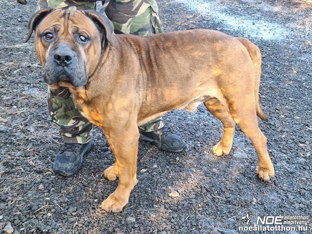 Zalakomári Pasa, male senior Bullmastiff for adoption at Noé Állatotthon, Budapest