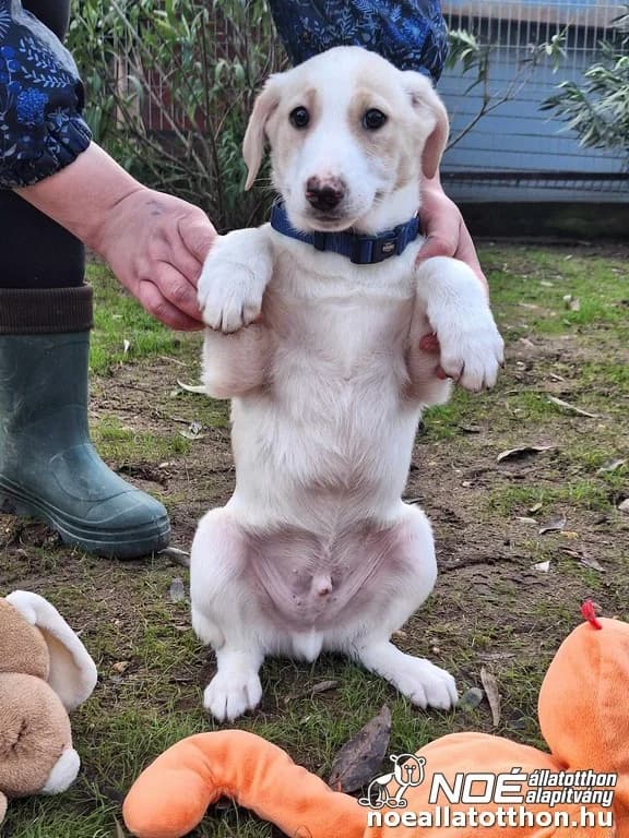 Tiszafüred Tristan, Mixed Breed (Noé Állatotthon)