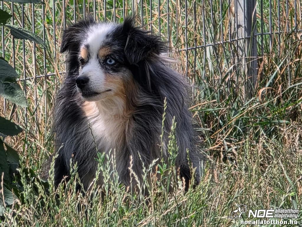 Ausztrál Aquila, Mixed Breed (Noé Állatotthon)