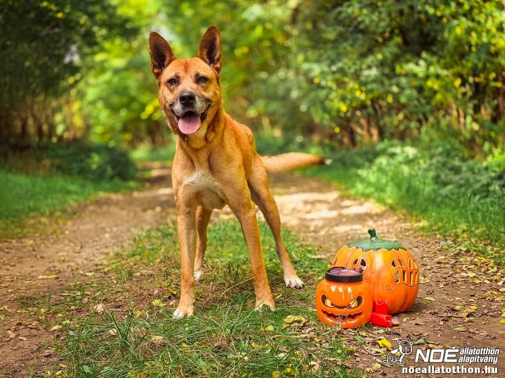 SzücsJenő, Mixed Breed (Noé Állatotthon)