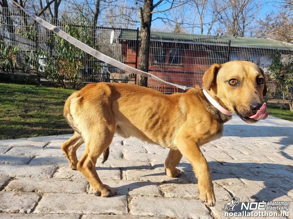 Tapír, male 3yo Dachshund for adoption at Noé Állatotthon, Budapest
