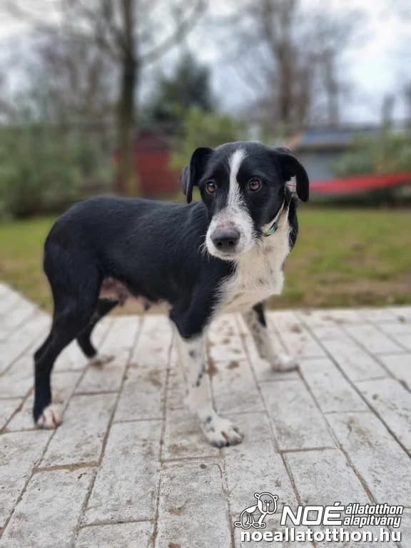 Jégvarázs mama, Mixed Breed (Noé Állatotthon)