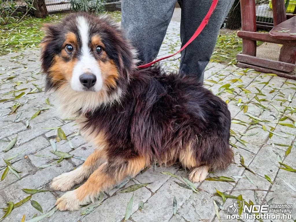 Francia Didier, male senior Australian Shepherd for adoption at Noé Állatotthon, Budapest