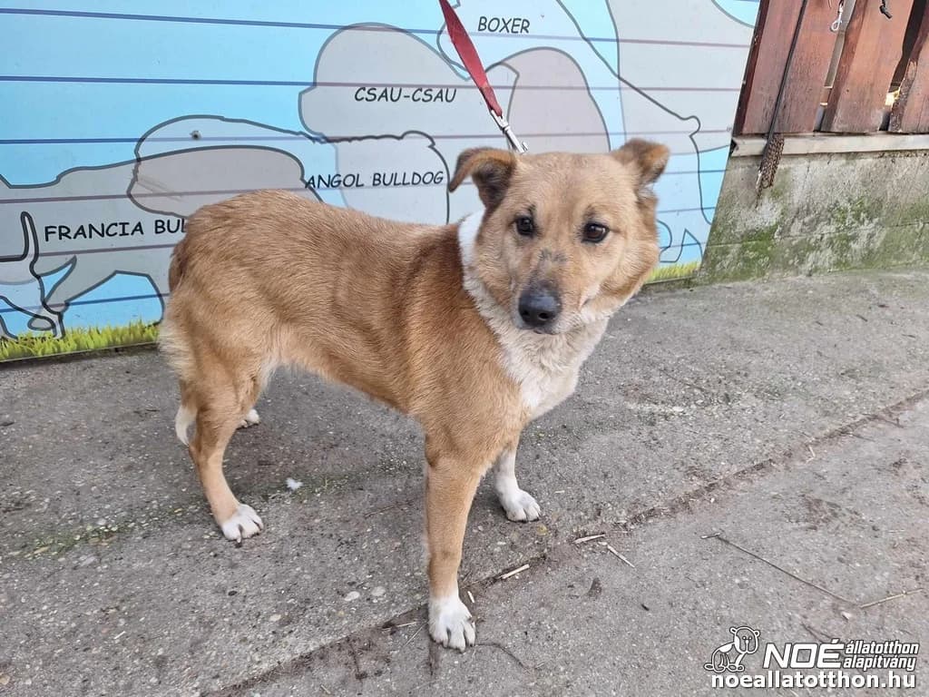 Maggi, Mixed Breed (Noé Állatotthon)