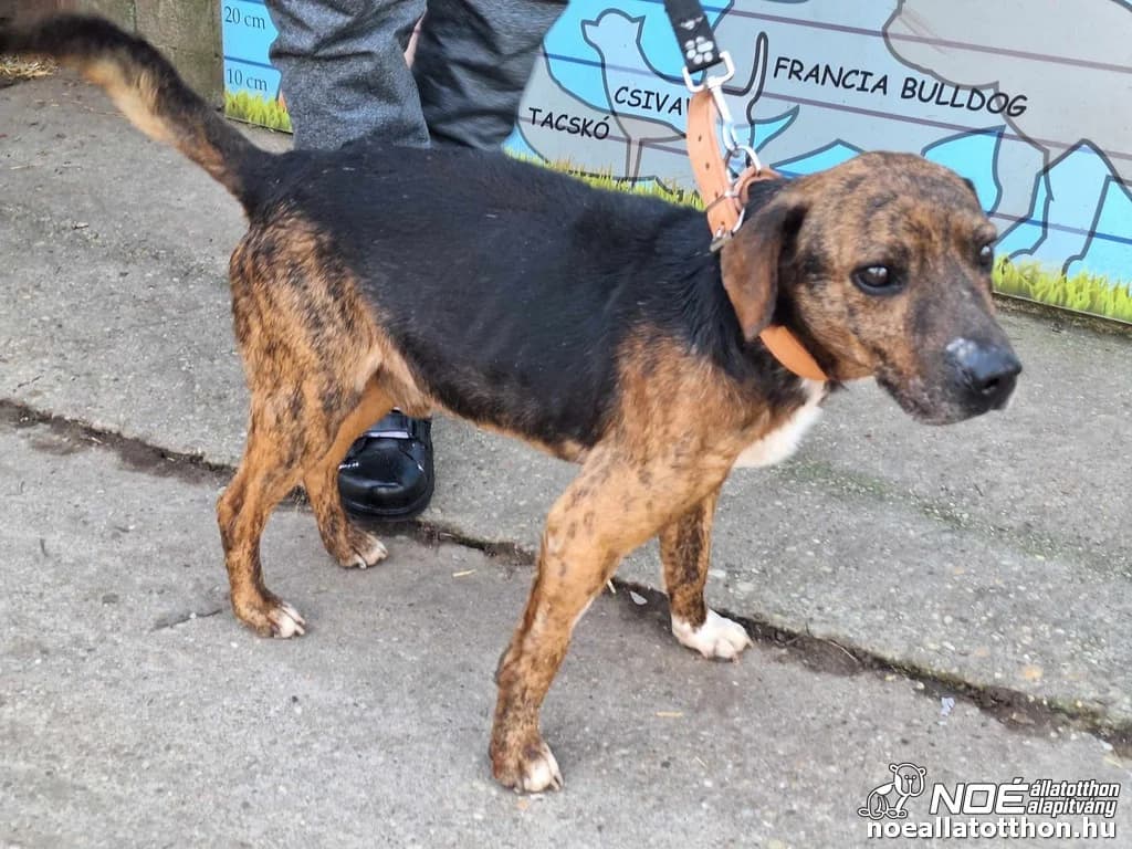 Barnabás, male 3yo Mixed Breed for adoption at Noé Állatotthon, Budapest